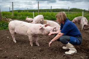 En forsker sidder ved en flok grise på udendørs arealer og håndfodrer en gris.