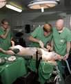 Forskere og ingeniørstuderende fra Aarhus Universitet står bag udviklingen af ny hjerteteknologi, der kan forbedre behandlingen af flere hundrede tusinde hjertepatienter årligt. På billedet ses et af de indledende forsøg på grise.