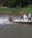 Spisetid for fiskene i Mekong-deltaet i Vietnam. De luftåndende fisks små munde bryder ikke kun vandoverfladen, når der er mad. Fiskene er nemlig nødt til at trække vejret ved overfladen, for de lever i meget iltfattigt vand. Zoofysiologer bag et sto