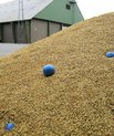 Inde i de små, blå bolde er der avanceret, trådløs sensorteknologi, der kan måle temperaturen i bunker af biomasse – og give landmanden besked, hvis temperaturen stiger. På den måde bliver han varslet om en eventuel begyndende forrådnelsesproces