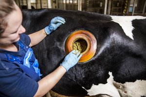 En forsker viser maveindholdet på en ko via et hul i koens mave.