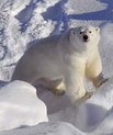 Isbjørn