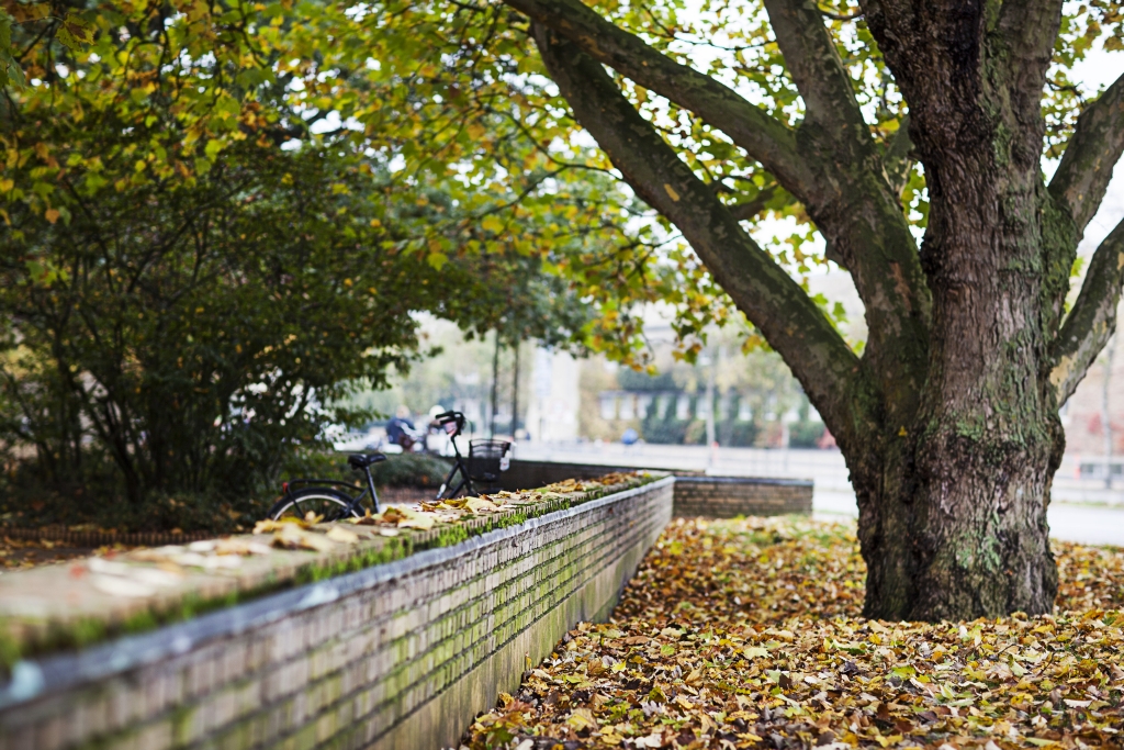 Efterår i Universitetsparken